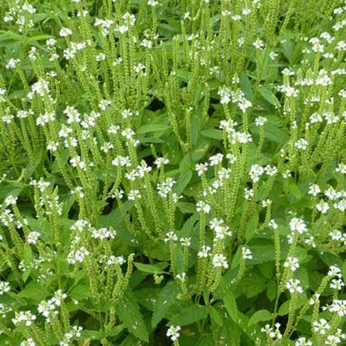Verveine hastée blanche
