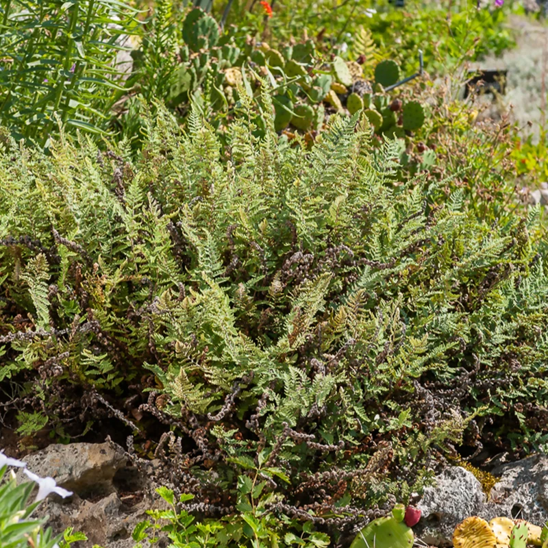 Cheilanthes lanosa