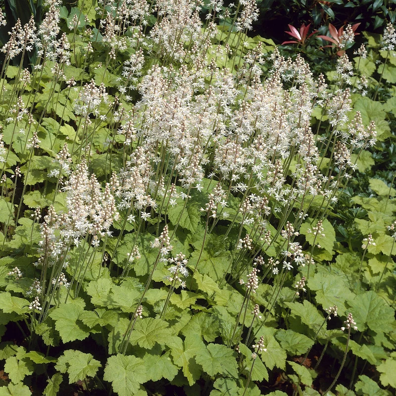 Tiarelle cordifoliée