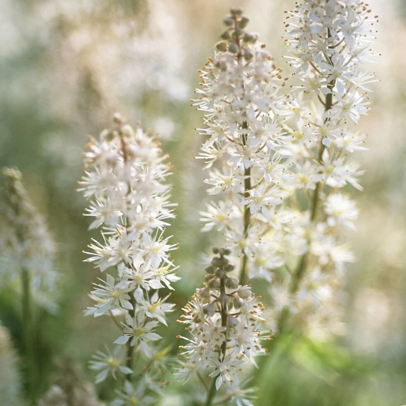 Tiarelle cordifoliée