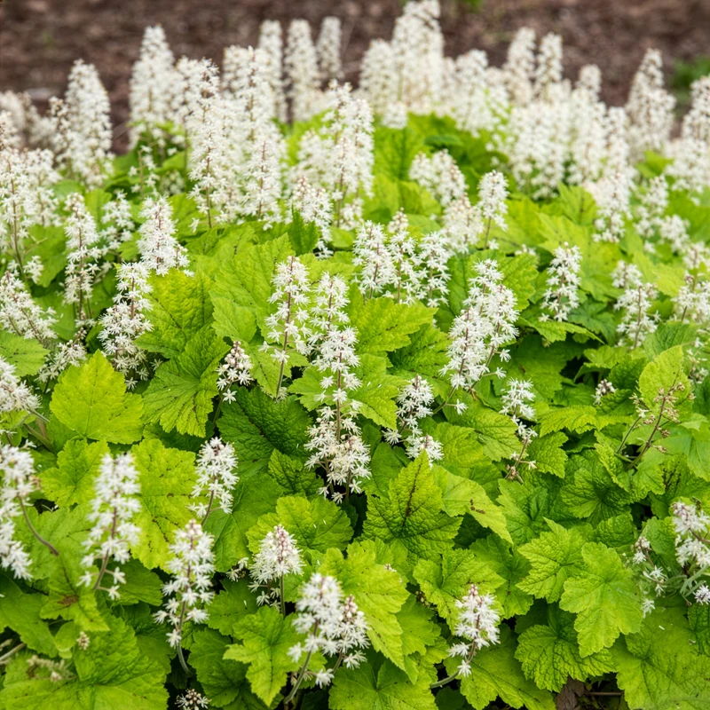 Tiarelle cordifoliée