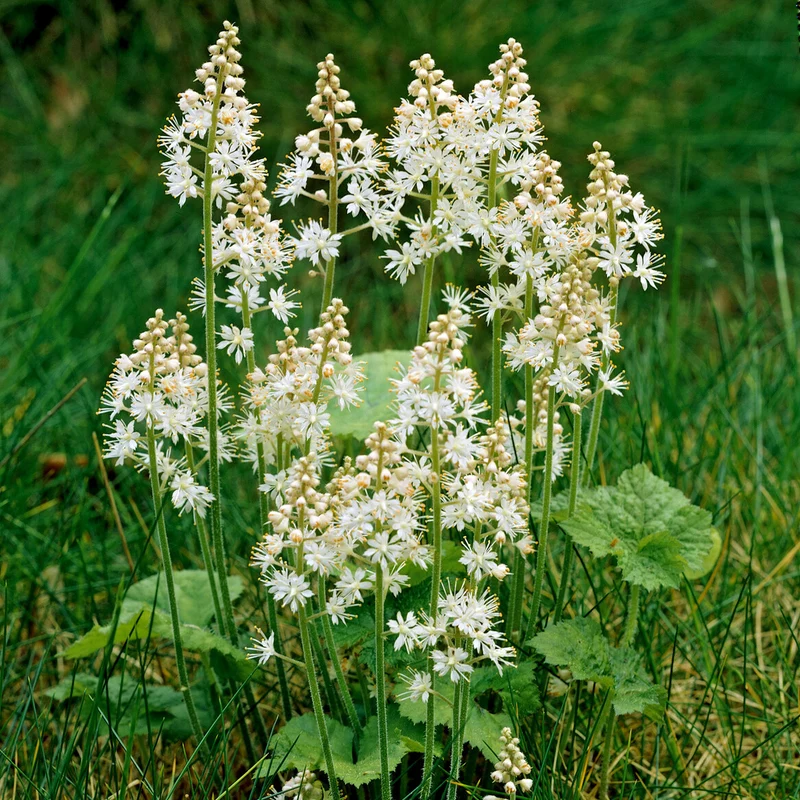 Tiarelle cordifoliée