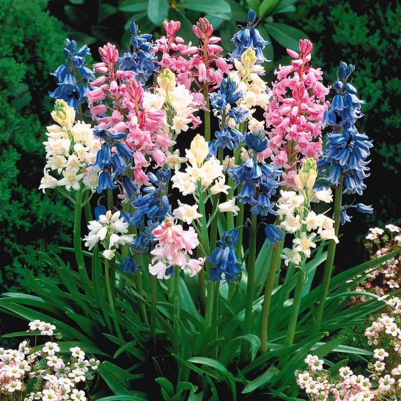 5 Jacinthes des bois en mélange