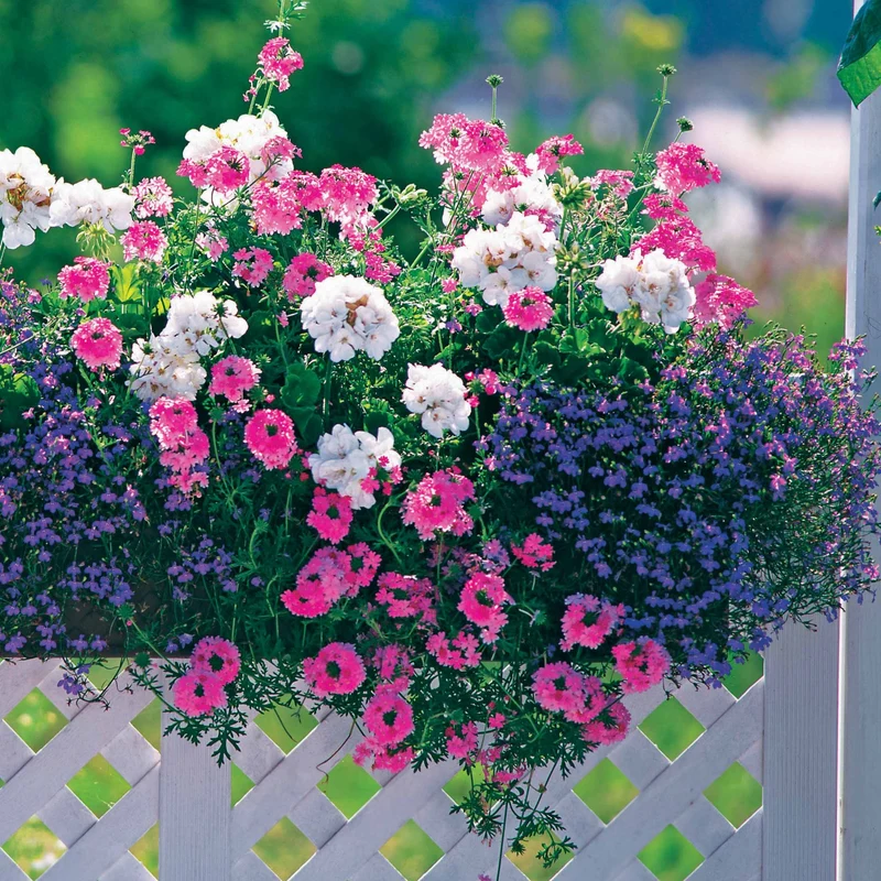 3 plantes couleurs pastel en mélange