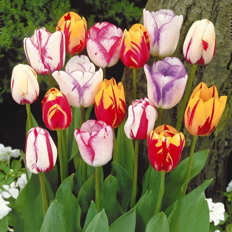 20 Tulipes flammées en mélange