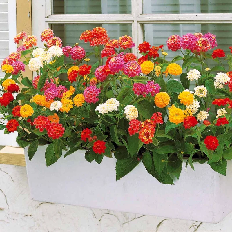 3 Lantanas en mélange