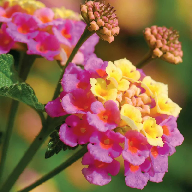 3 Lantanas en mélange