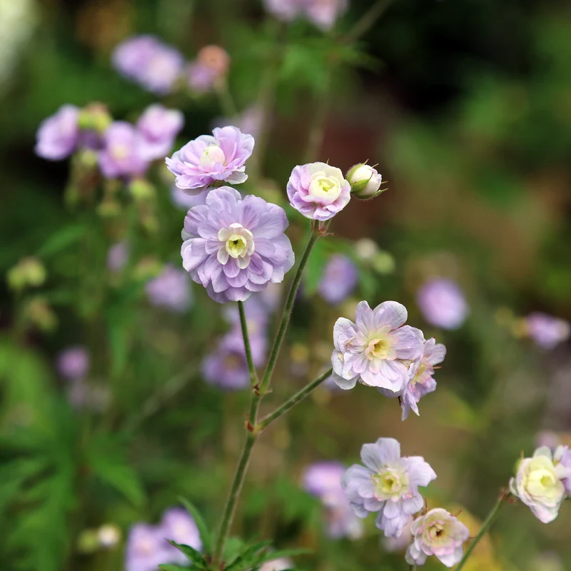 Géranium vivace Summer Skies