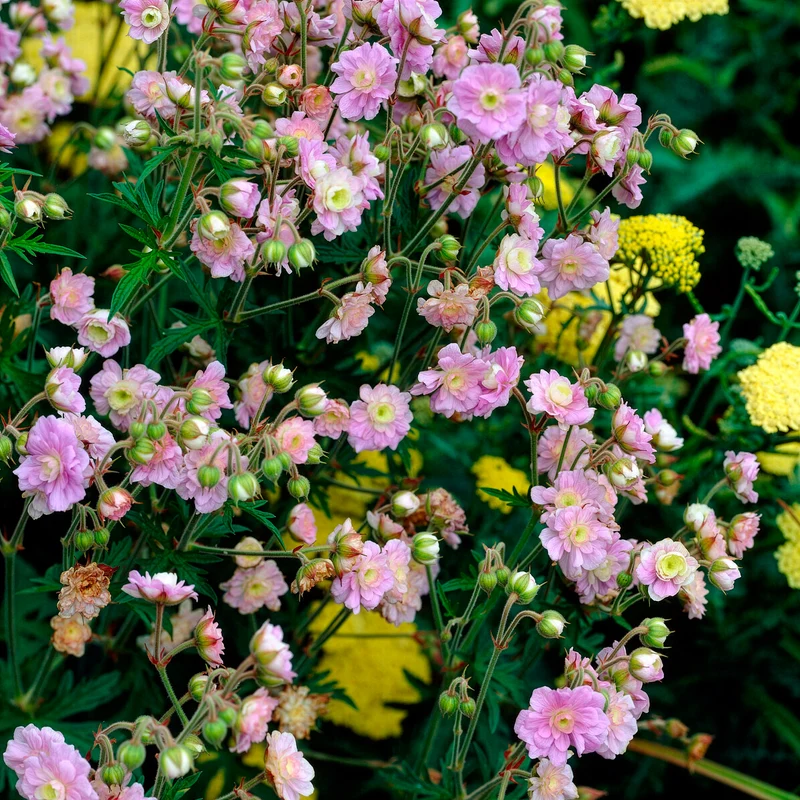 Géranium vivace Summer Skies