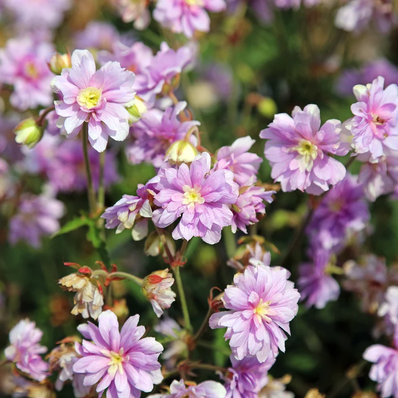 Géranium vivace Summer Skies