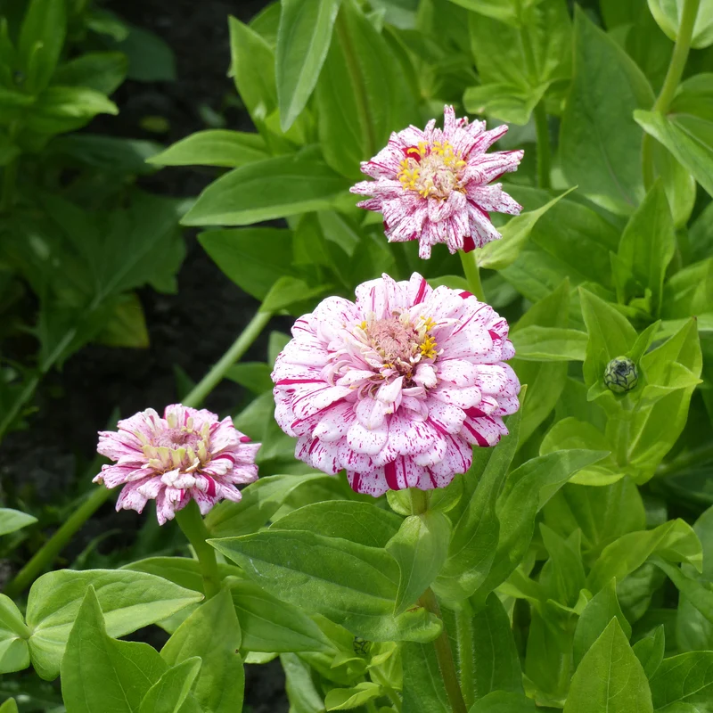Zinnia Peppermint stick en mélange