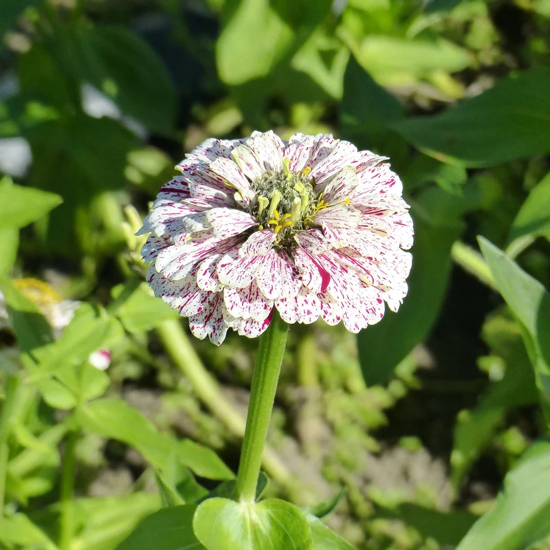 Zinnia Peppermint stick en mélange