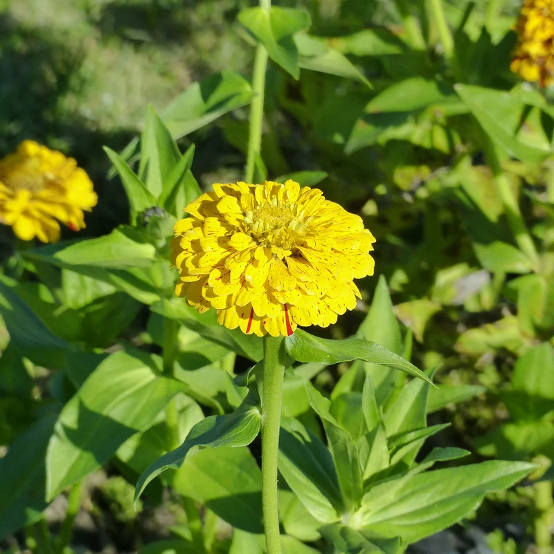 Zinnia Peppermint stick en mélange