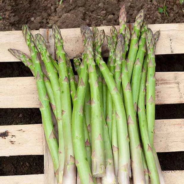 10 Asperges Voltaire