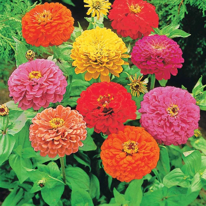 Collection de graines de fleurs à couper
