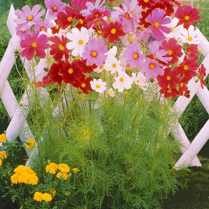 Collection de graines de fleurs à couper