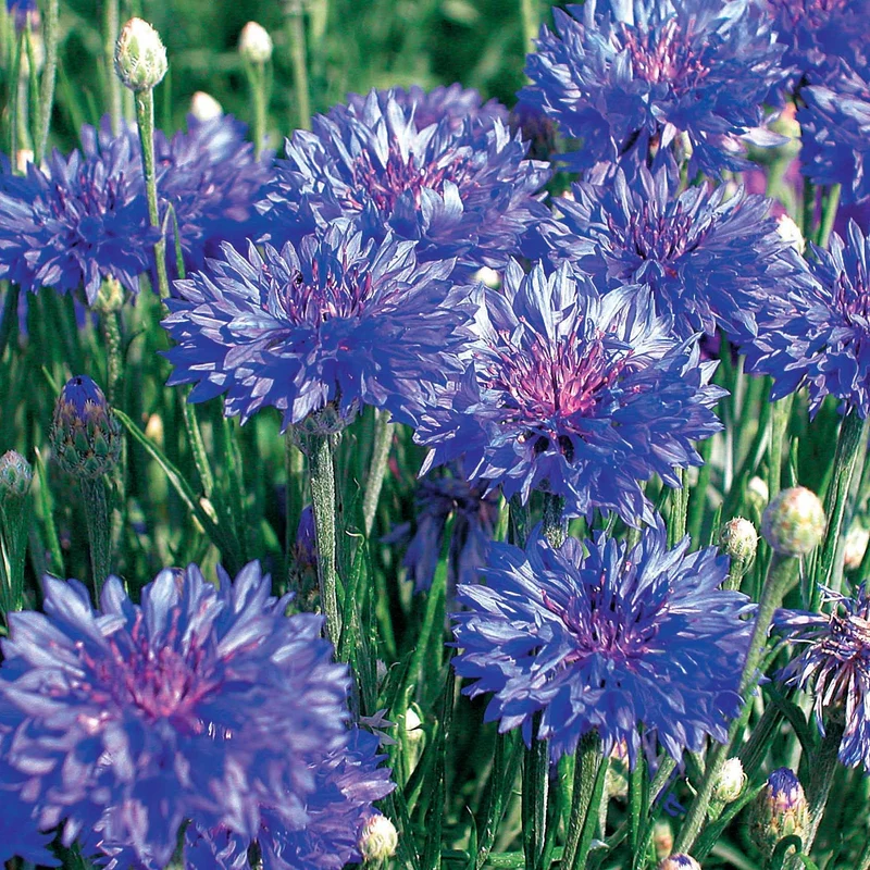 Collection de graines de fleurs à couper