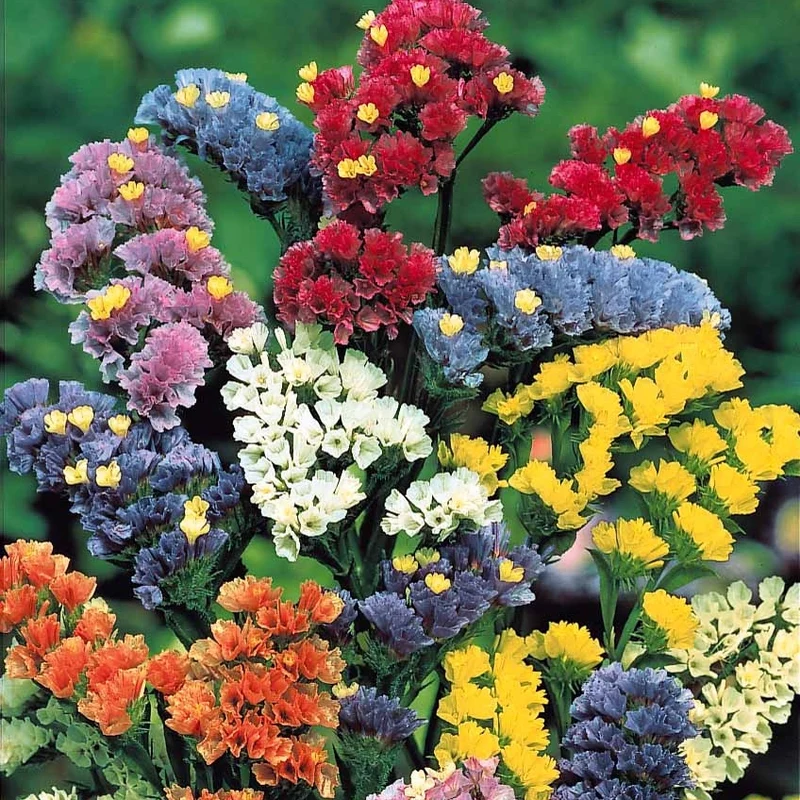 Collection de graines de fleurs à couper