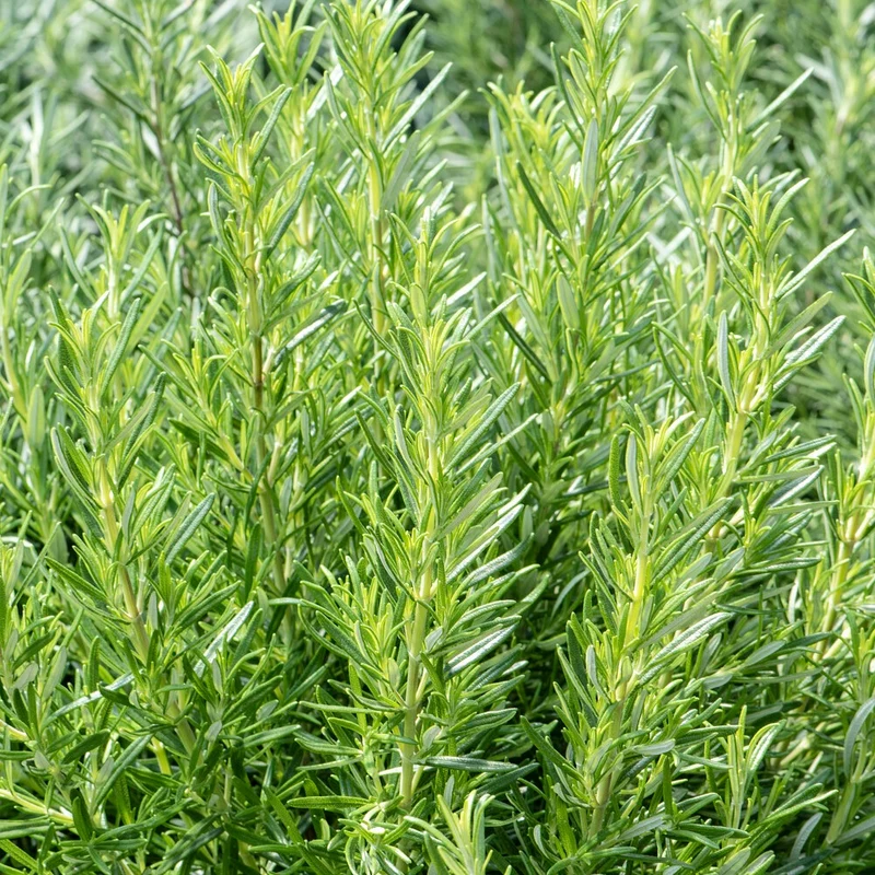 Romarin