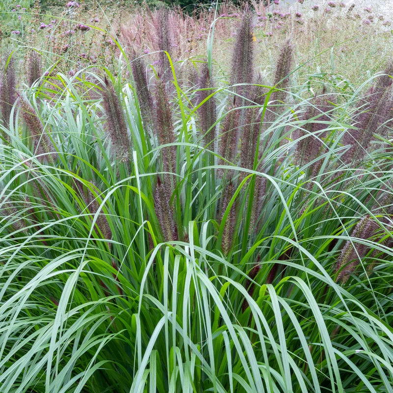 Herbe aux écouvillons Black Beauty - Pennisetum