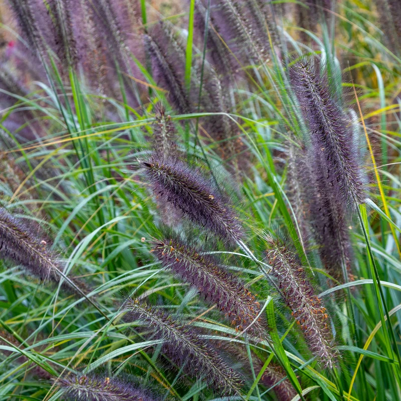 Herbe aux écouvillons Black Beauty - Pennisetum