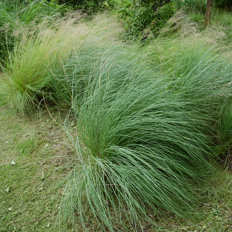 Muhlenbergia rigens