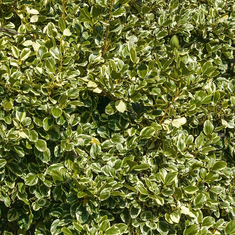 Griseline du littoral Variegata