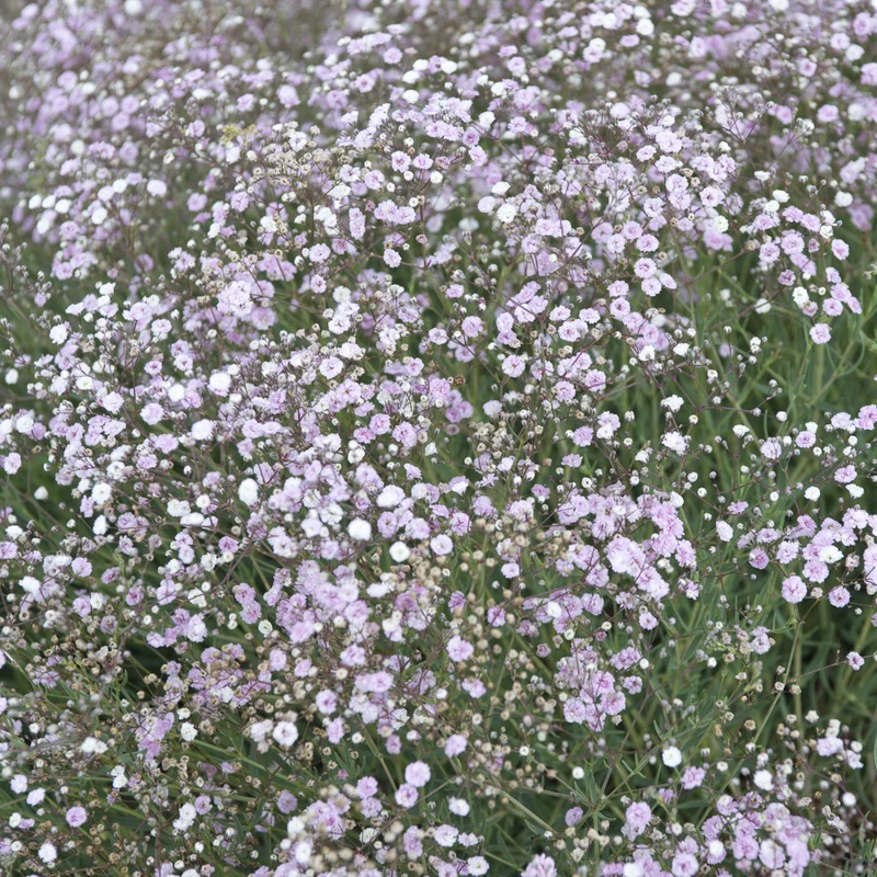 Gypsophile Rosenschleier