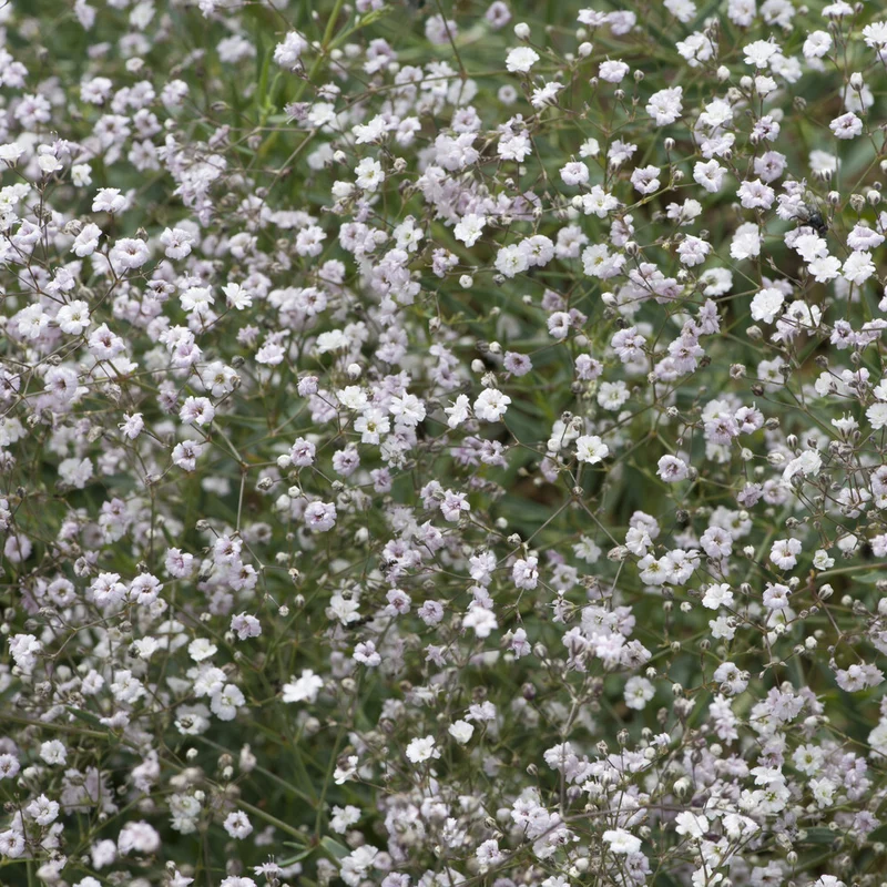 Gypsophile Rosenschleier