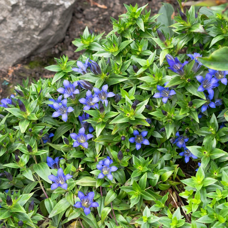 Gentiane d'été