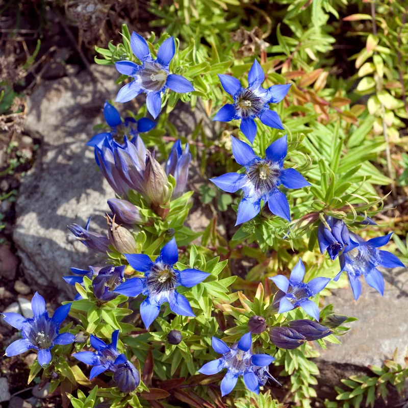 Gentiane d'été