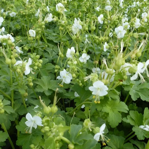 Geranium vivace White Ness