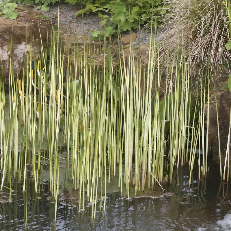 Jonc des chaisiers Albescens