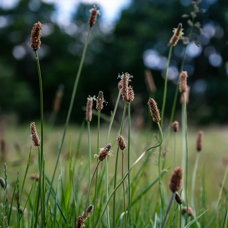 Eleocharis des marais