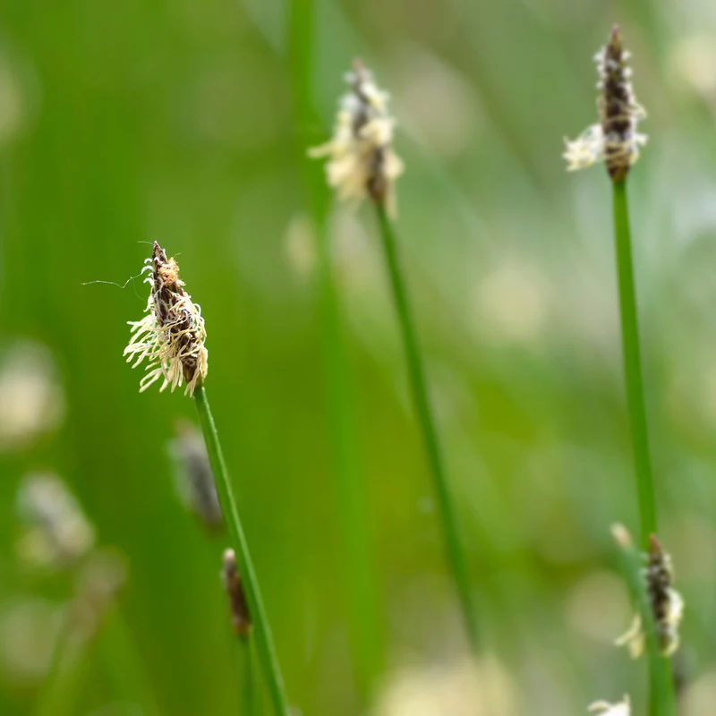Eleocharis des marais