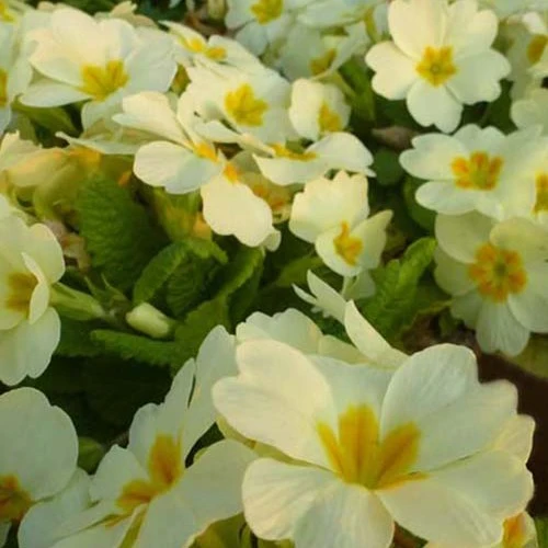 Primevère des jardins