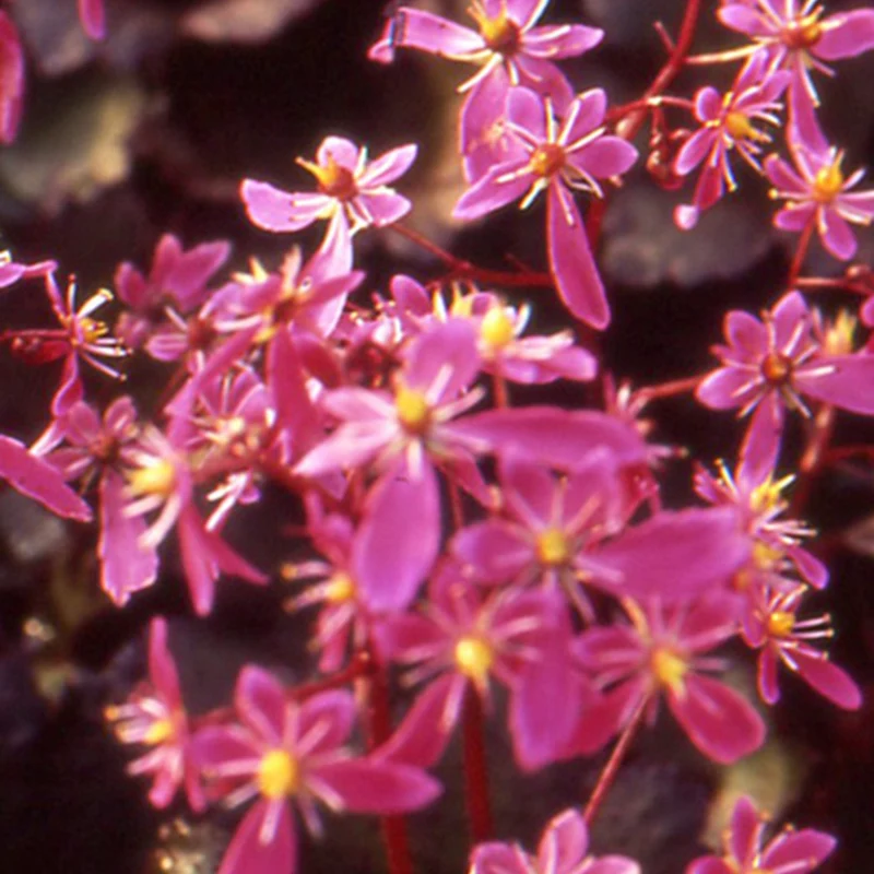 Saxifrage Black ruby