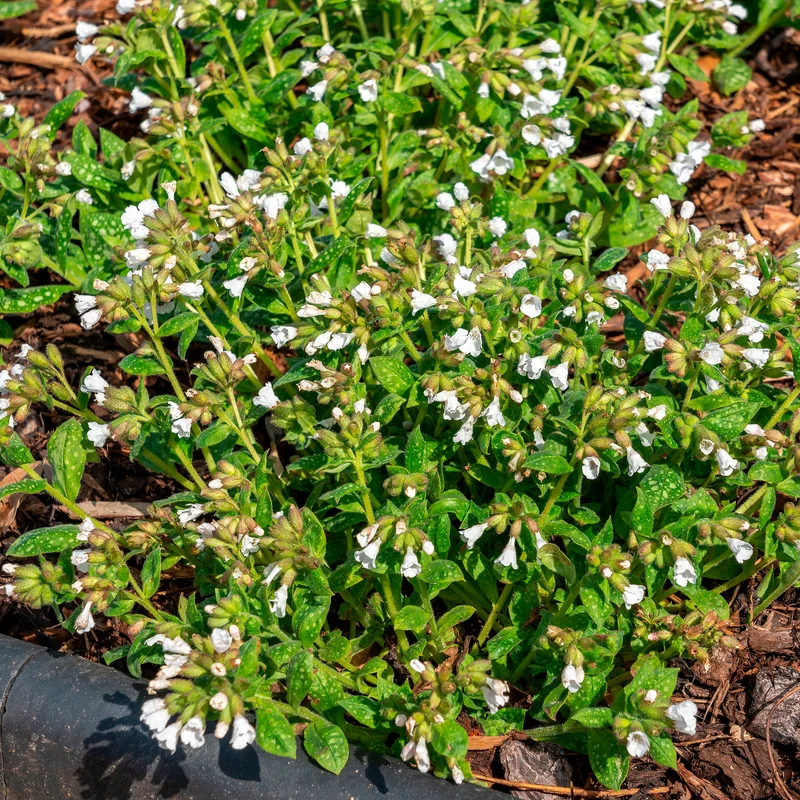 Pulmonaire officinale Sissinghurst White