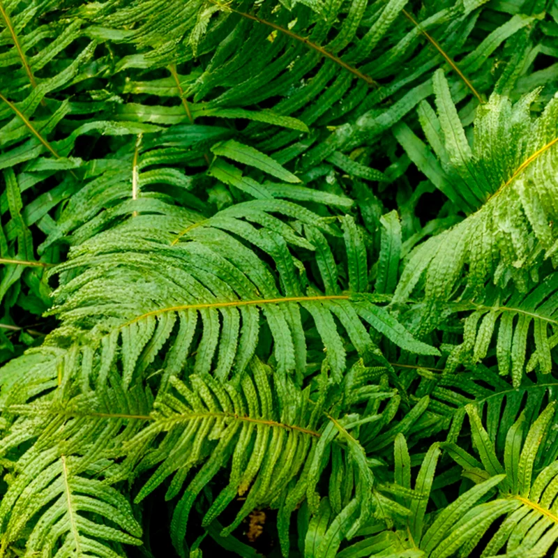 Polypode commun - Fougère
