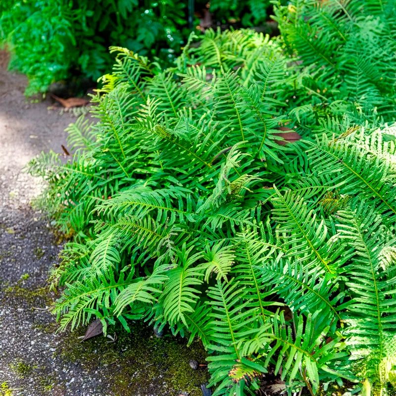 Polypode commun - Fougère
