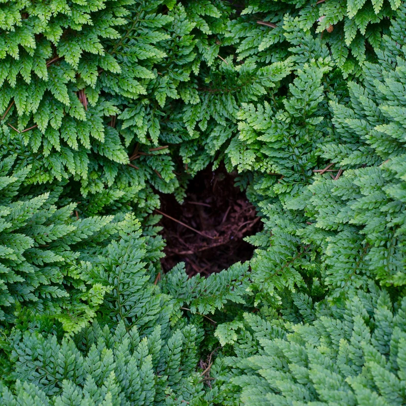 Polystic à cils raides Plumosum Densum - Fougère