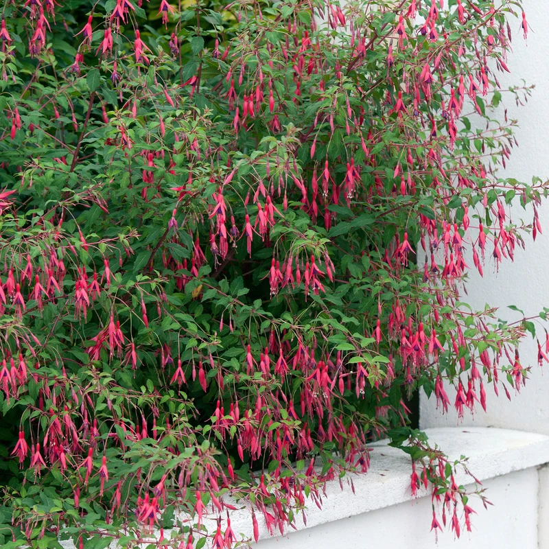 Fuchsia de Magellan Riccartonii