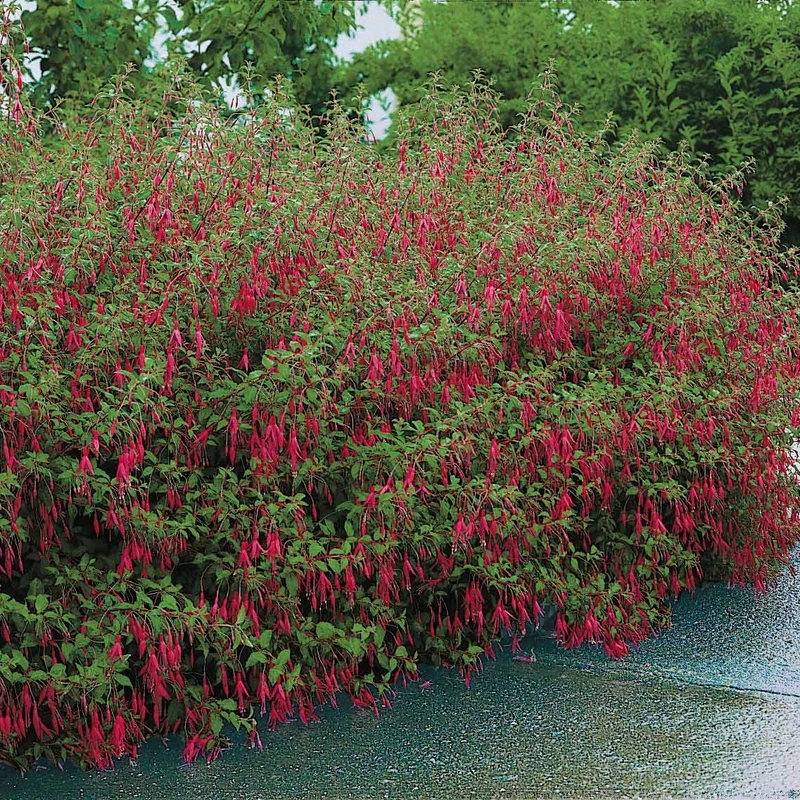 Fuchsia de Magellan Riccartonii