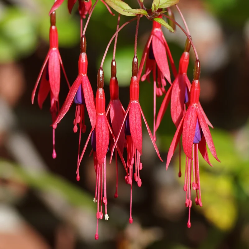 Fuchsia de Magellan Riccartonii