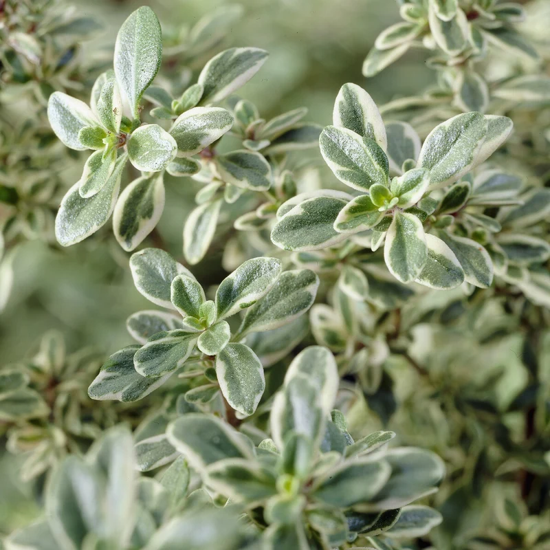 Thym citron Silver Queen