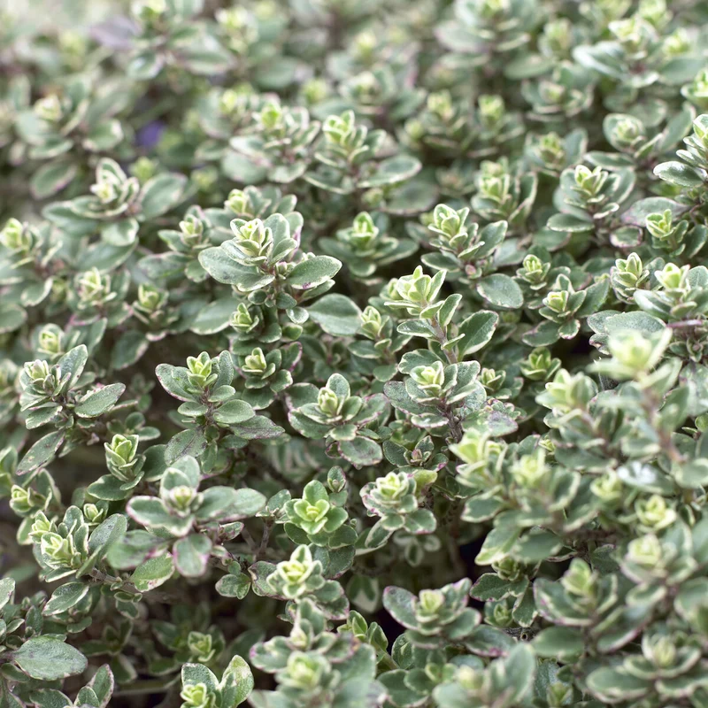Thym citron Silver Queen