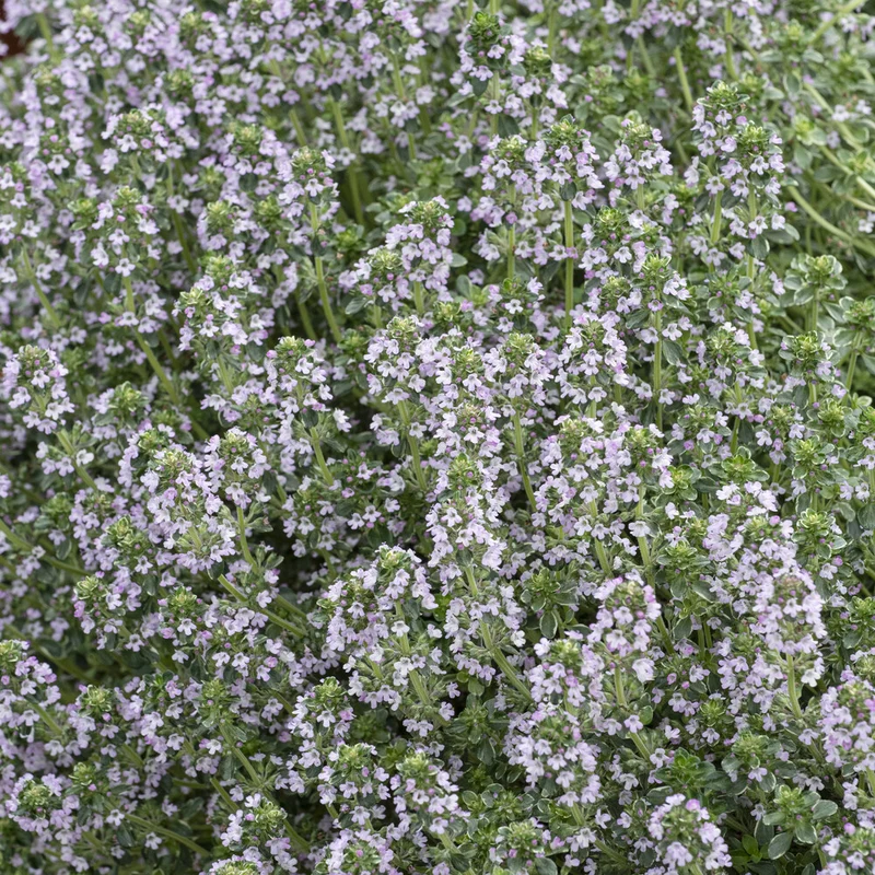 Thym citron Silver Queen