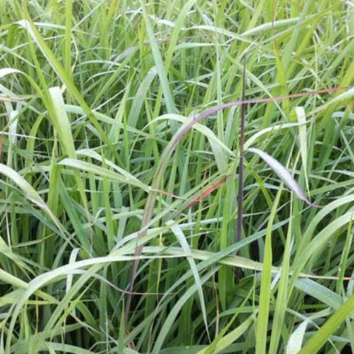 Herbes des Indiens Indian Steel