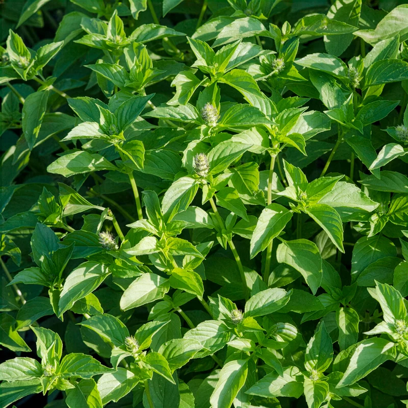 Basilic à l'odeur de citronnelle Mrs. Burns