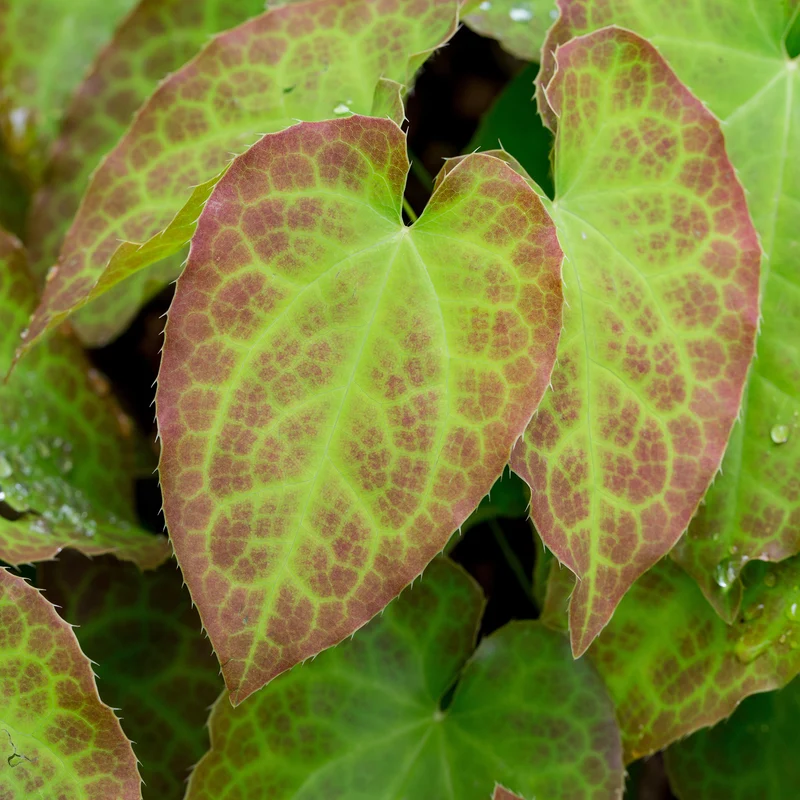Epimedium Frohnleiten